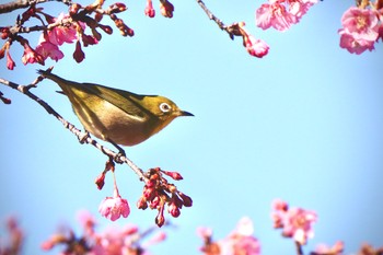 Warbling White-eye 大野極楽寺公園 Sun, 1/14/2024