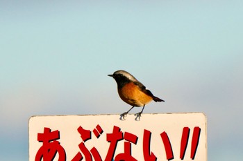 Daurian Redstart 根尾川 Sat, 1/27/2024