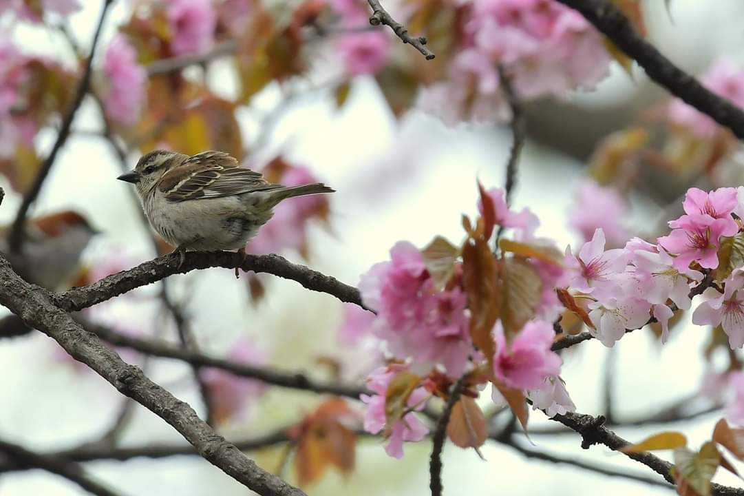 Russet Sparrow