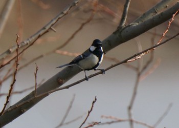 Japanese Tit 笠松みなと公園 Fri, 2/9/2024