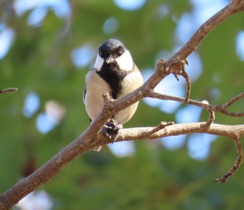 Japanese Tit 木場公園(江東区) Sat, 2/10/2024