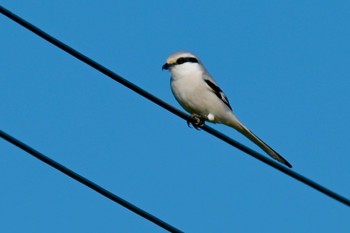 Chinese Grey Shrike Unknown Spots Thu, 1/25/2024