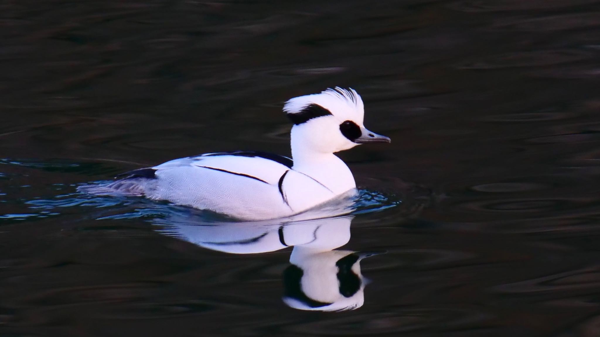 Photo of Smew at Osaka castle park by コゲラ