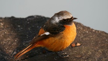 Daurian Redstart Osaka castle park Sat, 2/10/2024