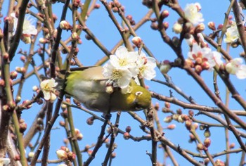 メジロ 丸池公園 2024年2月3日(土)