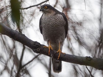 Eurasian Sparrowhawk 淀川河川公園 Sun, 1/28/2024