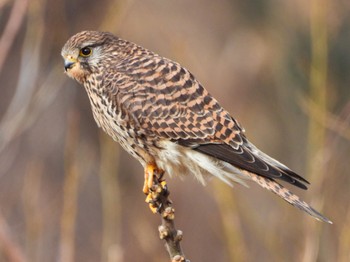 Common Kestrel 淀川河川公園 Sat, 1/27/2024