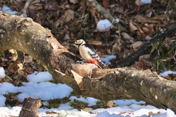 Great Spotted Woodpecker 四万温泉(四万川) Sat, 2/10/2024