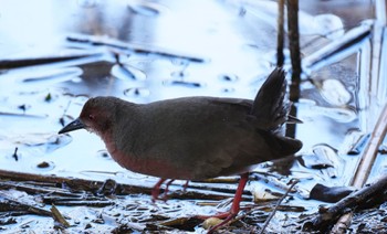 Ruddy-breasted Crake Kasai Rinkai Park Sat, 2/10/2024