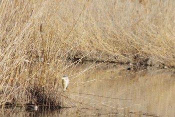 Black-crowned Night Heron 洞峰公園 Sat, 2/10/2024