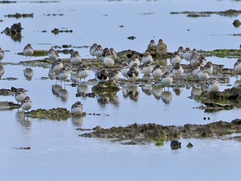 Ruddy Turnstone 大瀬海岸(奄美大島) Sun, 1/21/2024