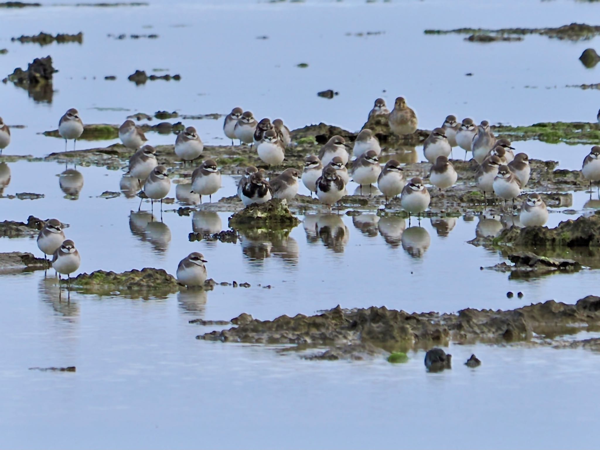 Ruddy Turnstone