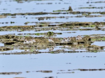 Kentish Plover 大瀬海岸(奄美大島) Sun, 1/21/2024