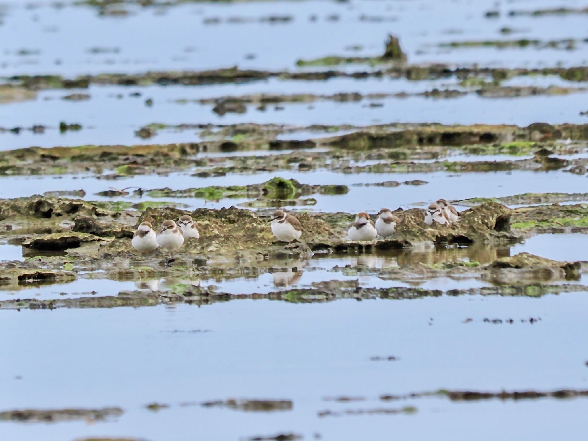 Kentish Plover