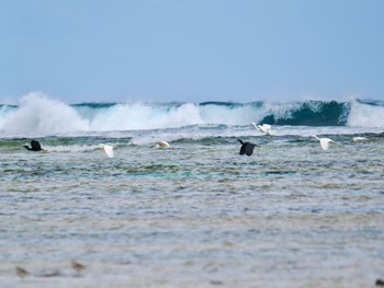 クロサギ 大瀬海岸(奄美大島) 2024年1月21日(日)