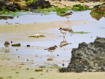 Little Ringed Plover 大瀬海岸(奄美大島) Sun, 1/21/2024