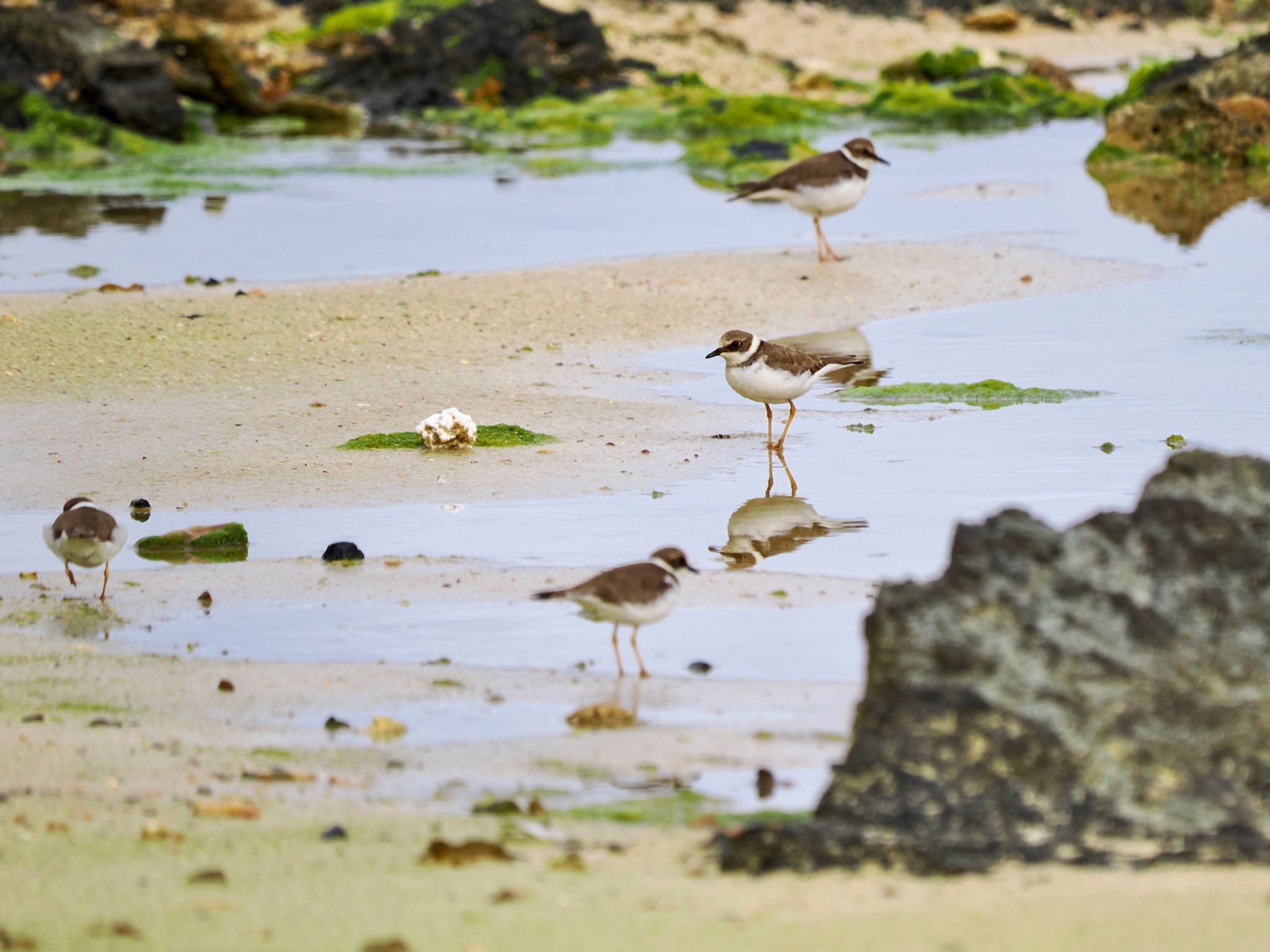 Little Ringed Plover