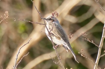 Brown-eared Bulbul 四万温泉(四万川) Sat, 2/10/2024