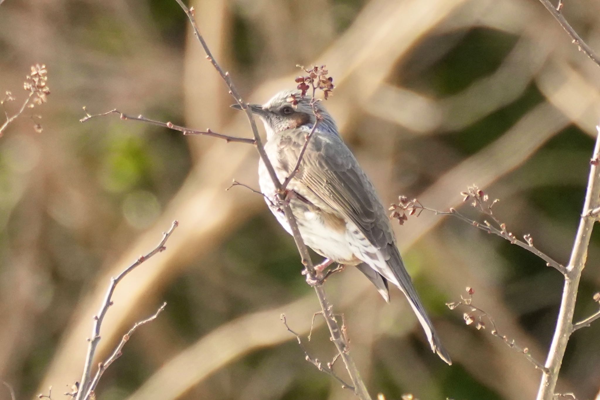 Brown-eared Bulbul