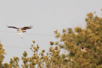 オオタカ 行徳野鳥保護区 2024年2月10日(土)