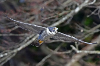 ハヤブサ 青葉山公園 2024年2月10日(土)