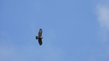 Eastern Buzzard(toyoshimai)