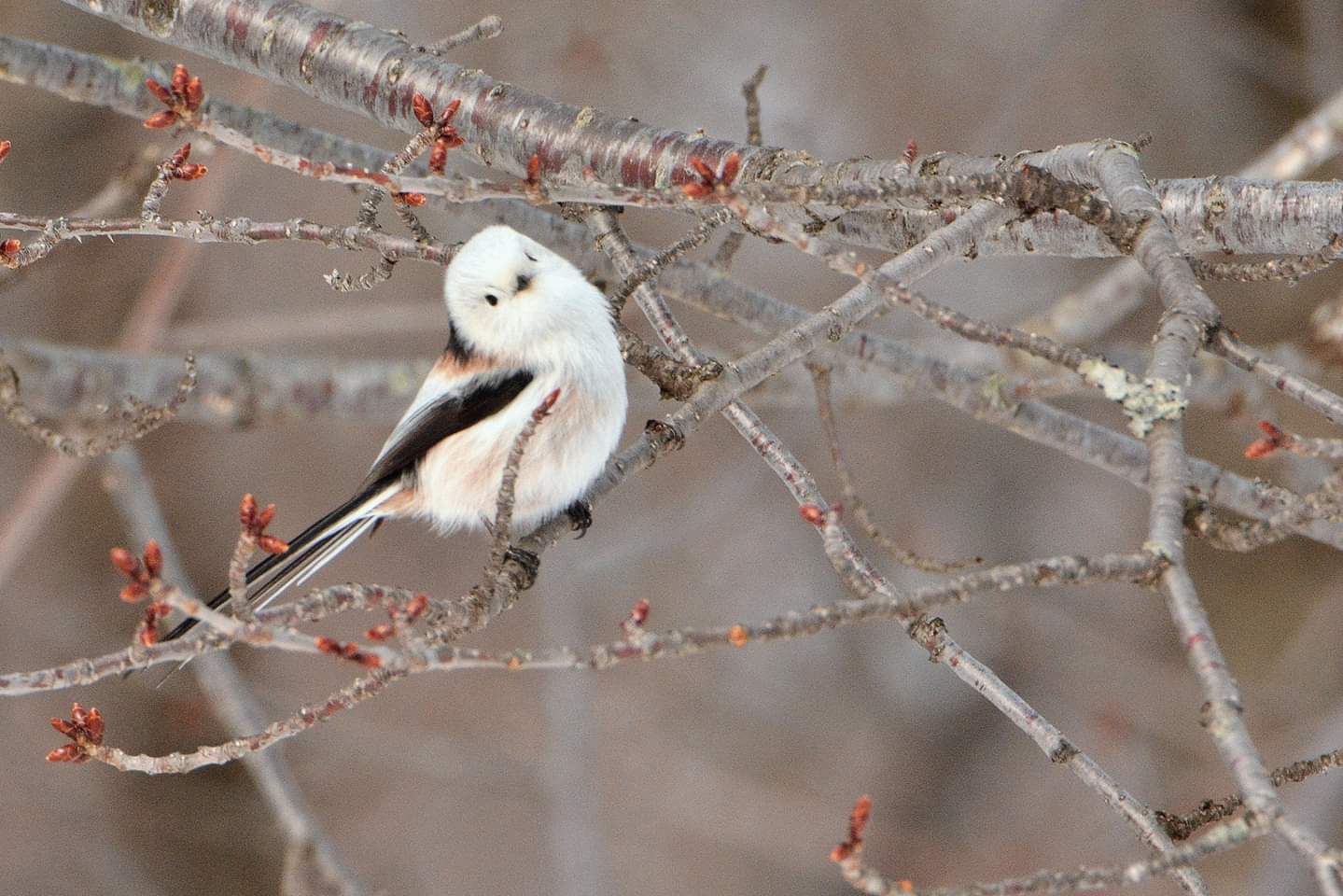 北海道 シマエナガの写真 by Markee Norman