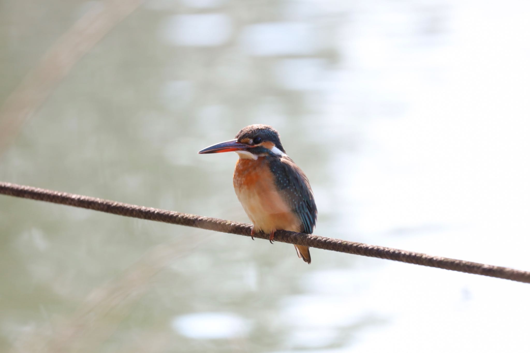 Photo of Common Kingfisher at 善福寺公園 by なご