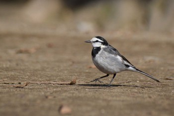 White Wagtail ＭＦ Sat, 2/10/2024