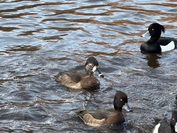 クビワキンクロ こども自然公園 (大池公園/横浜市) 2024年2月10日(土)