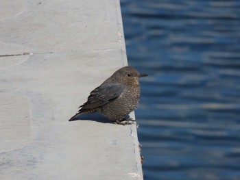 Blue Rock Thrush 志津川湾 Thu, 2/8/2024