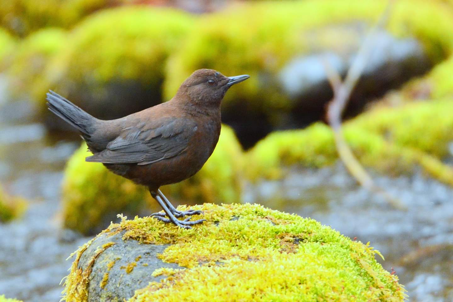 Brown Dipper