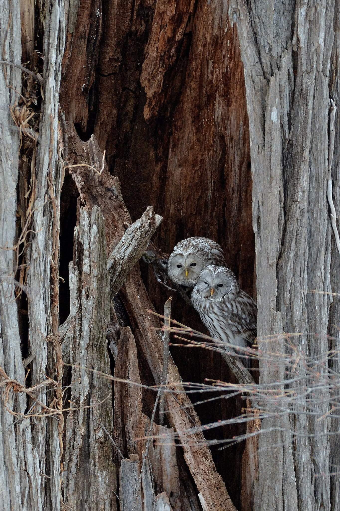 Photo of Ural Owl at 北海道 by Markee Norman