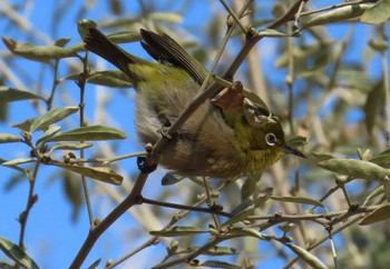 Warbling White-eye 木場公園(江東区) Sat, 2/10/2024