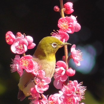 2024年2月10日(土) 青葉の森公園(千葉県)の野鳥観察記録