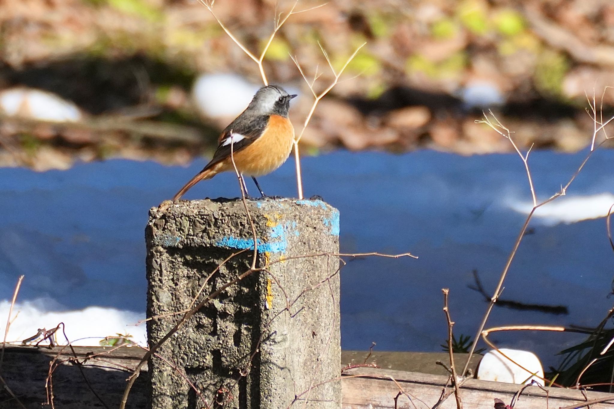 Daurian Redstart