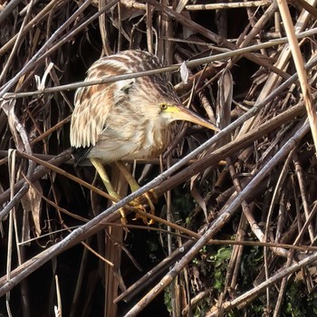 Yellow Bittern 境川遊水地公園 Fri, 2/9/2024