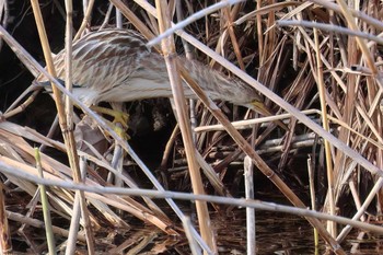 Yellow Bittern 境川遊水地公園 Fri, 2/9/2024