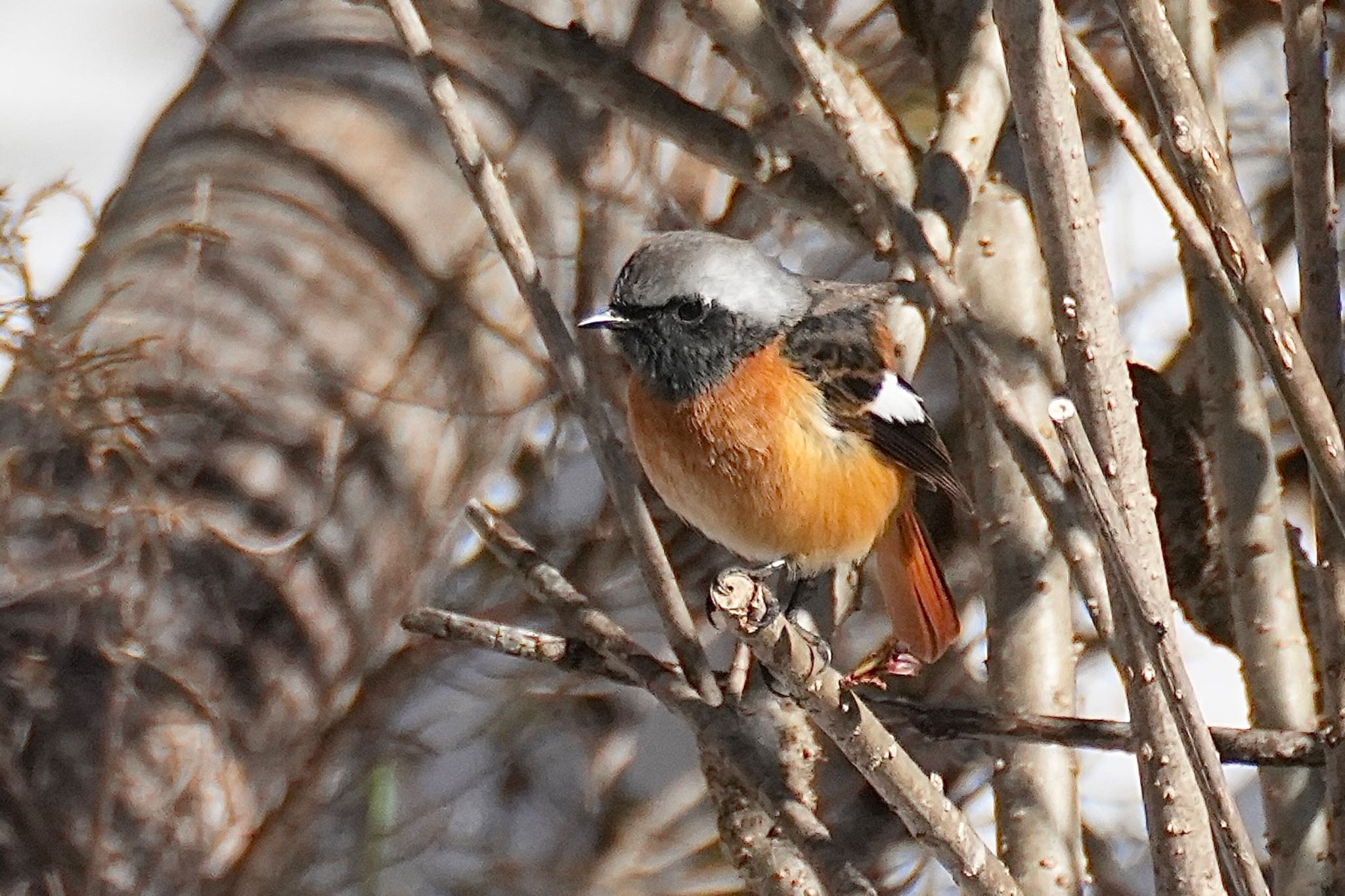 Photo of Daurian Redstart at 四万温泉(四万川) by あらどん