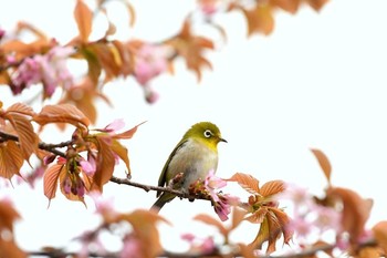 メジロ 北海道 撮影日未設定