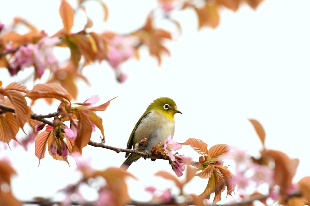 Warbling White-eye