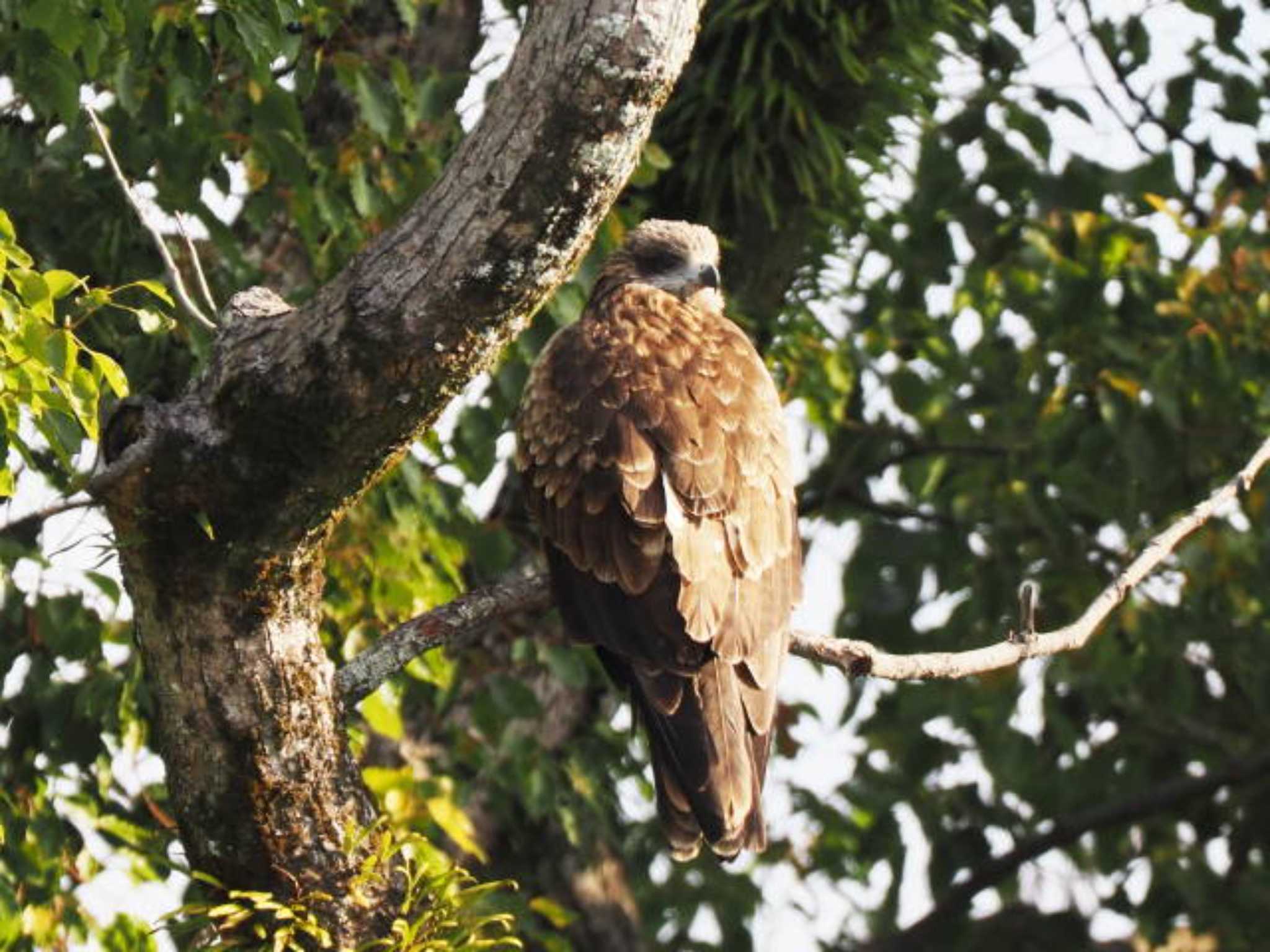 Black Kite