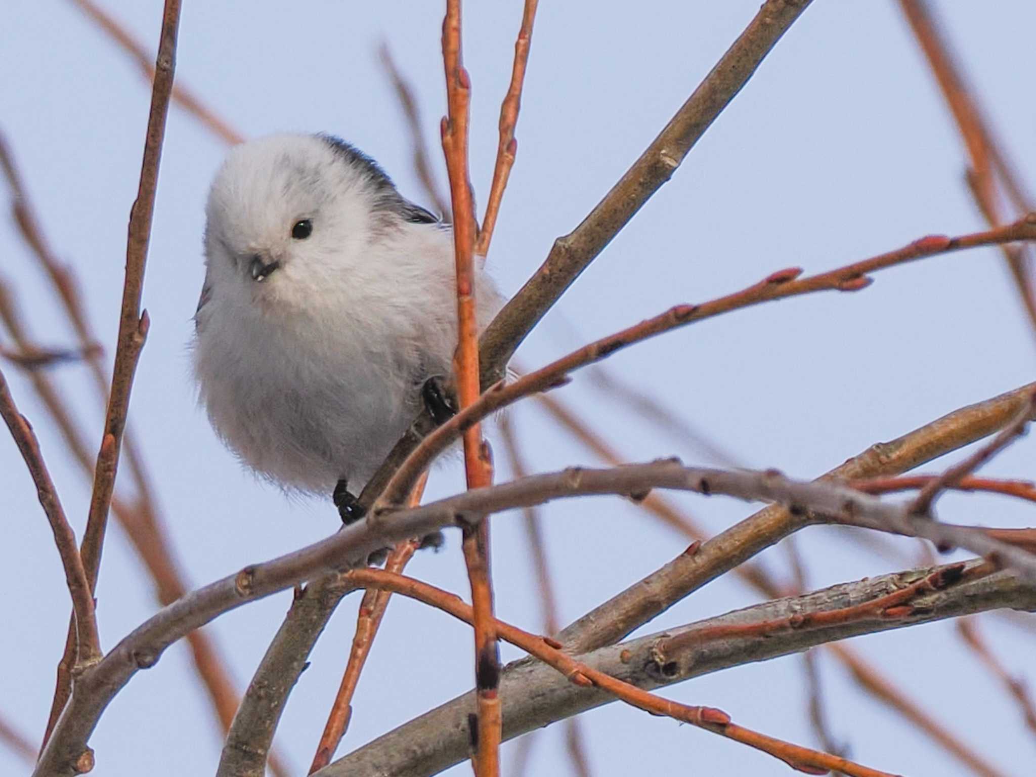 Long-tailed tit(japonicus)