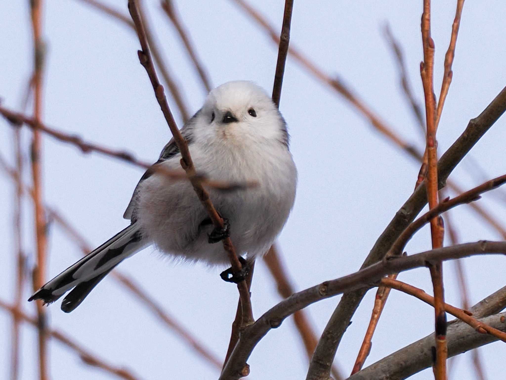 Photo of Long-tailed tit(japonicus) at 石狩川河口 by 98_Ark (98ｱｰｸ)