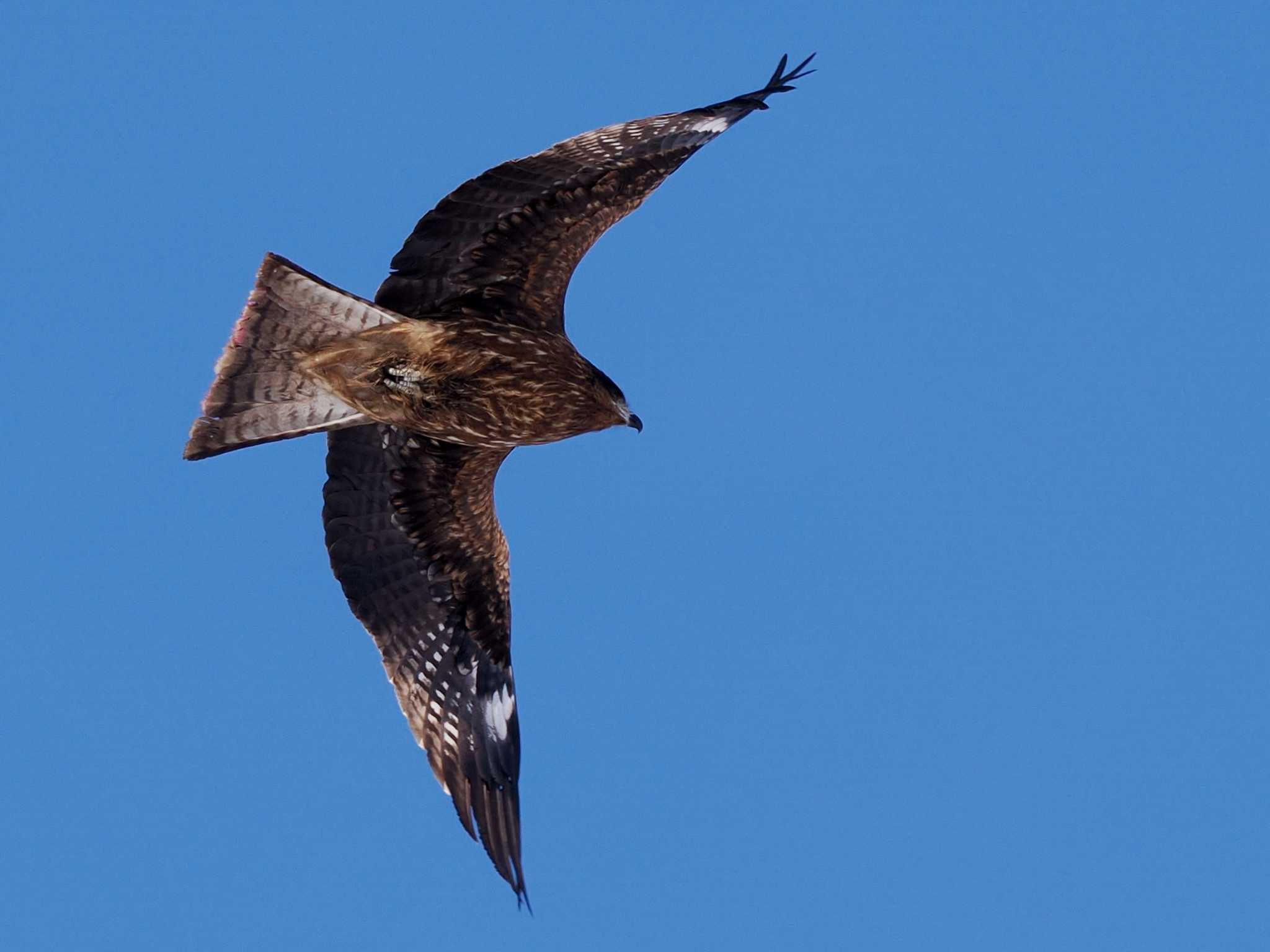 Black Kite