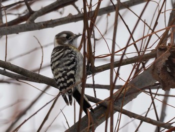 Japanese Pygmy Woodpecker(seebohmi) 石狩川河口 Sat, 2/10/2024