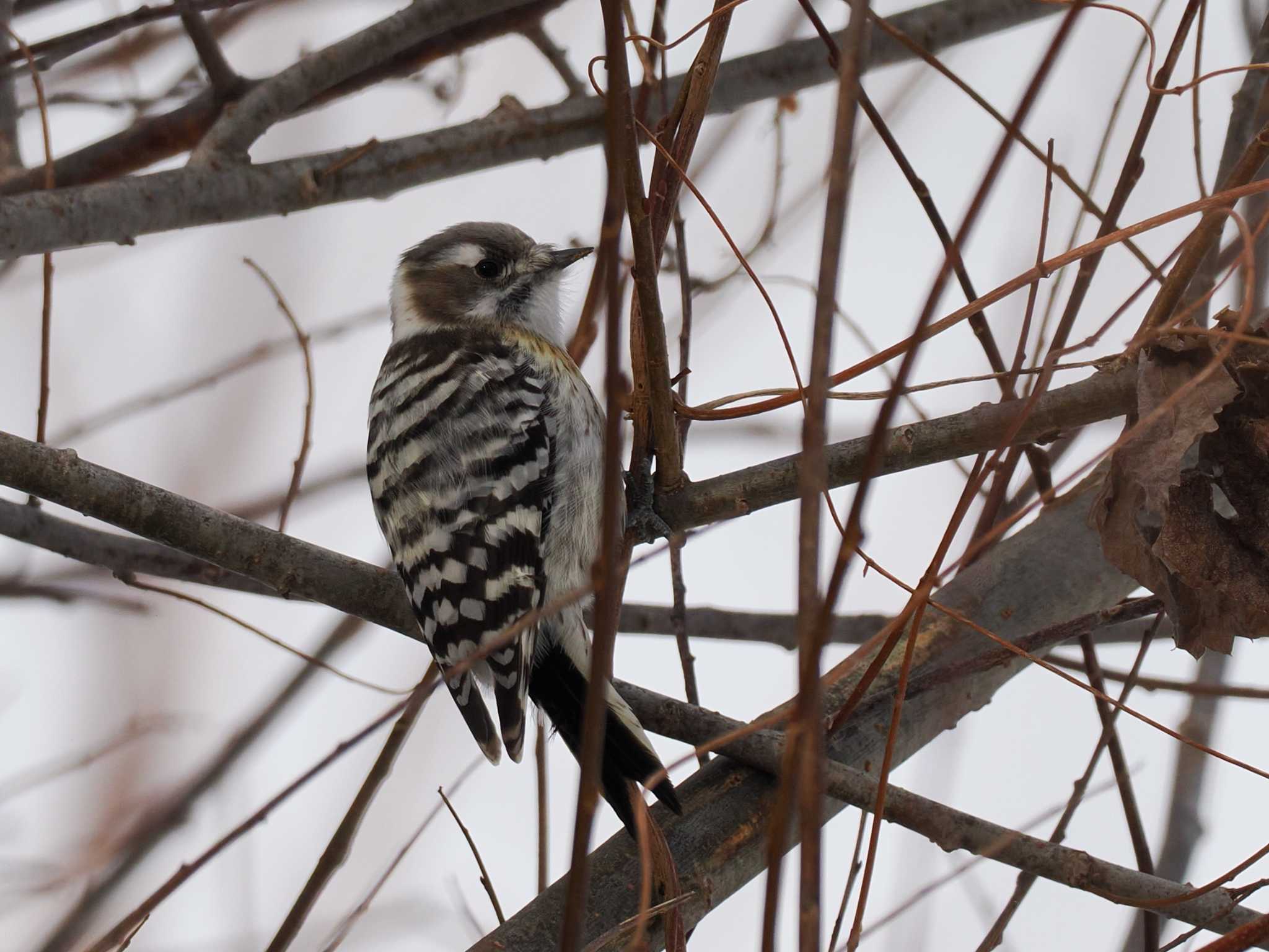 Japanese Pygmy Woodpecker(seebohmi)