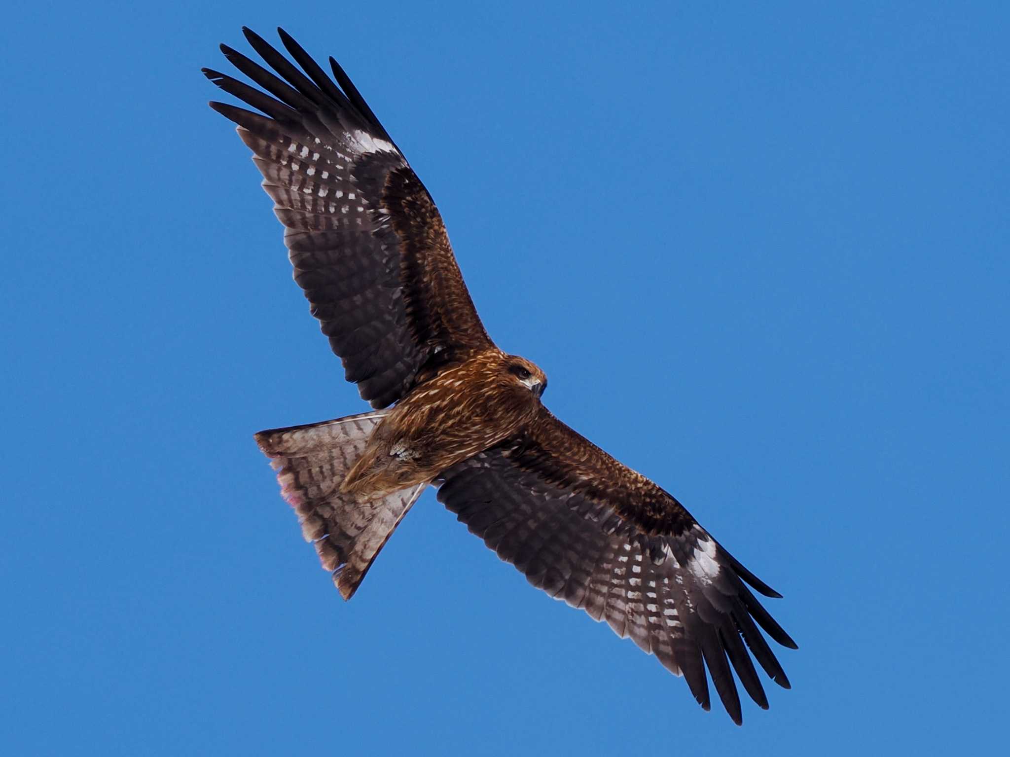 Black Kite