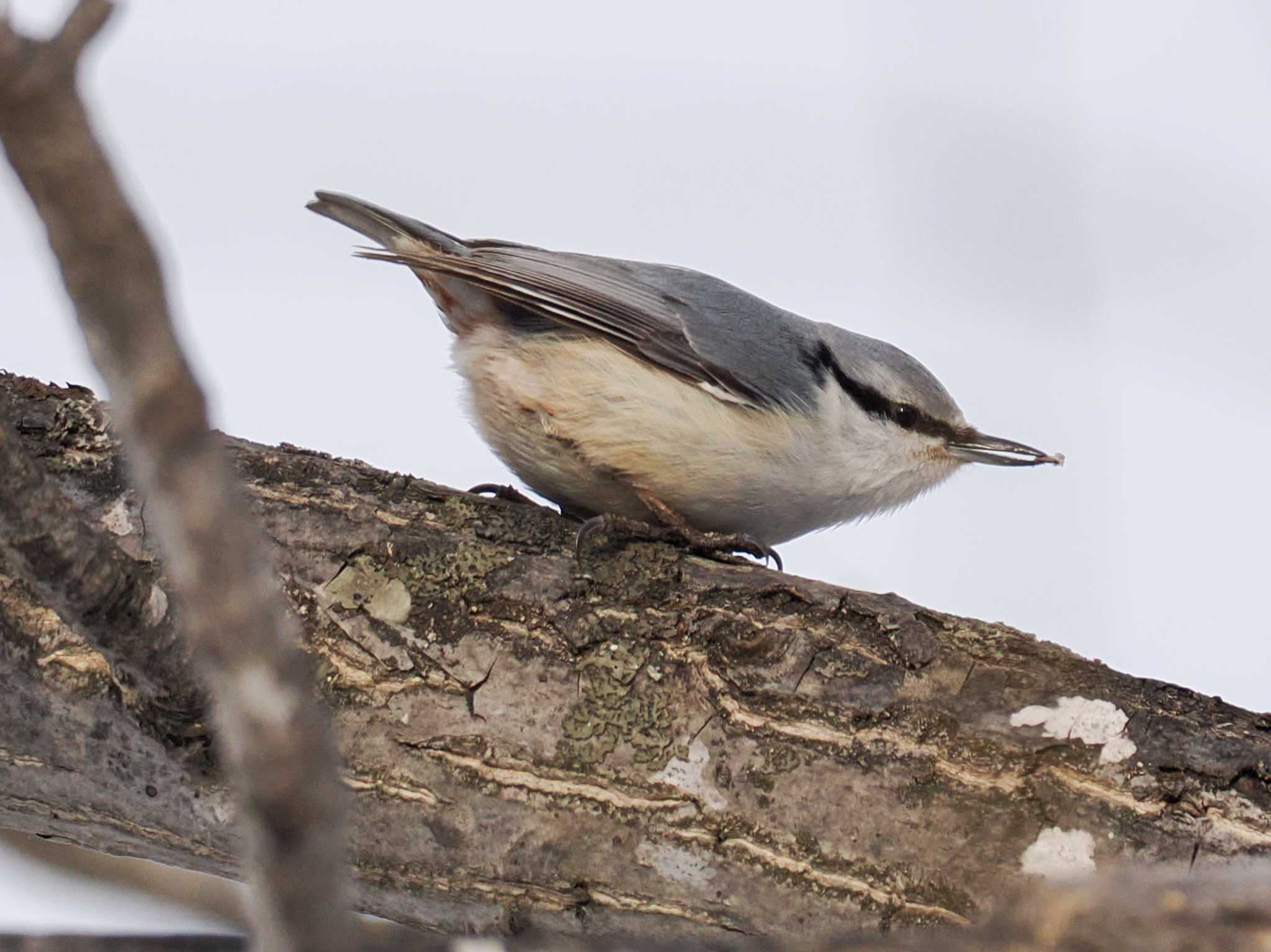 Photo of Eurasian Nuthatch(asiatica) at 石狩川河口 by 98_Ark (98ｱｰｸ)