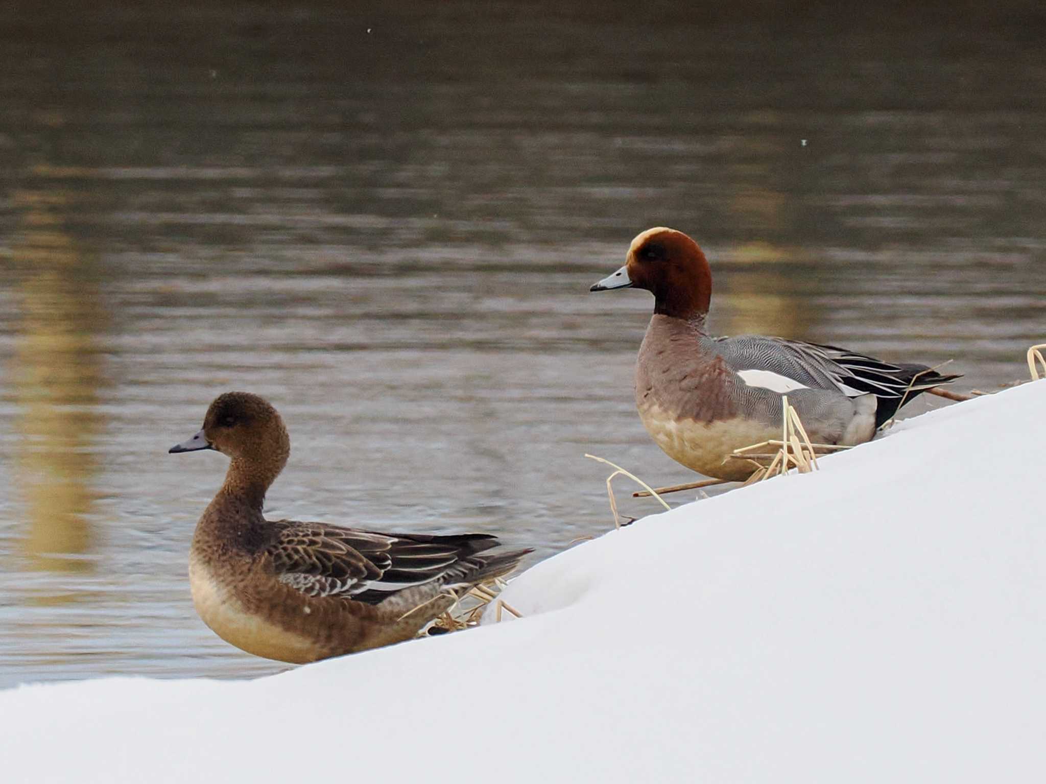 Eurasian Wigeon